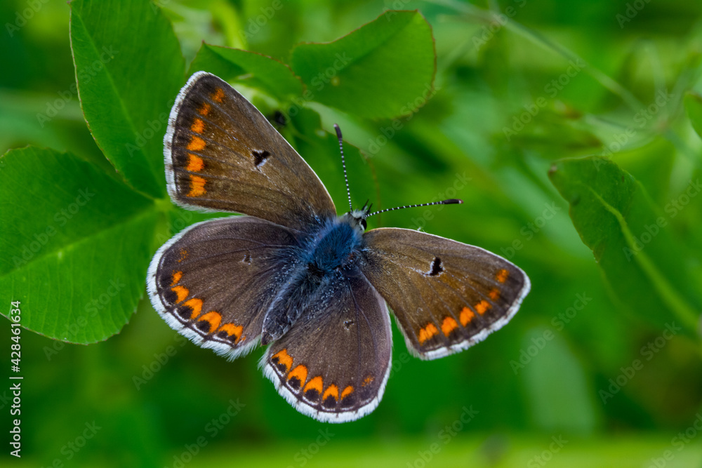 Obraz premium Close up of the brown argus butterfly, Aricia agestis, pollinating in a flowers field. Top view, open wings