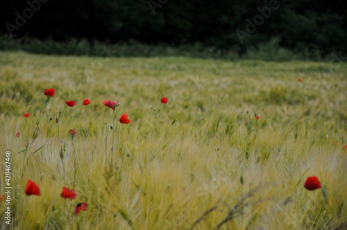 Poppies in a field