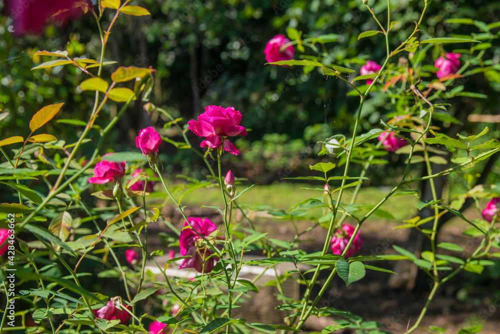 Beautiful roses blooming in a garden with tropical climate