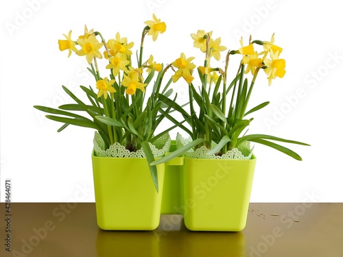 pretty yellow planrs daffodil in blossom at spring photo