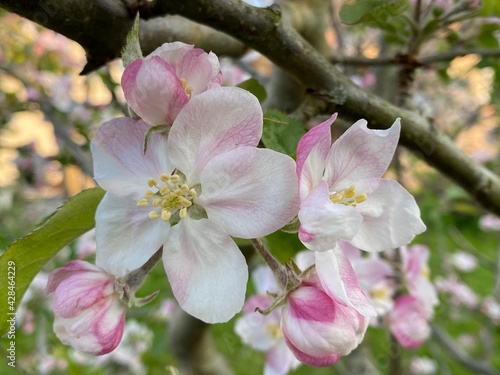 fleurs blanche de pommier dans le jardin au printemps