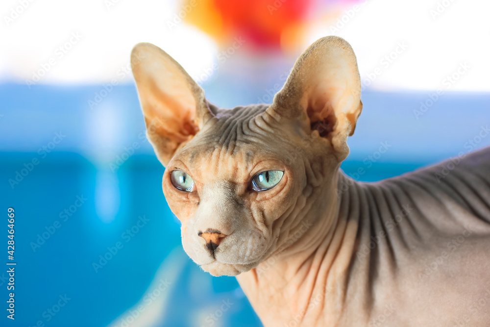 A domestic cat that is looking at the camera. Bald gray cat breed Canadian Sphynx with blue eyes in the interior of the apartment on a blue background. Kitties muzzle portrait close-up. Wrinkled skin.