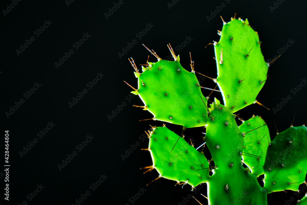 Green cactus with spike on black background Green cactus with spike on black background