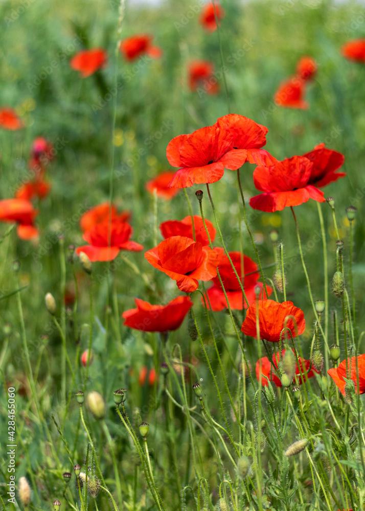 Red poppy flowers in field. Remembrance poppy. Red poppy flowers in field. Remembrance poppy.