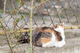 Portrait of stray cats on the fence.