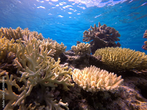 Okinawa s coral reef sea                                     