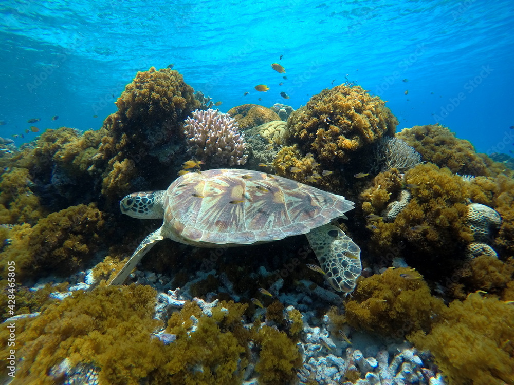 Okinawa's blue sea and blue sky
Turtles I met in the Kerama Islands Okinawa's blue sea and blue sky
Turtles I met in the Kerama Islands