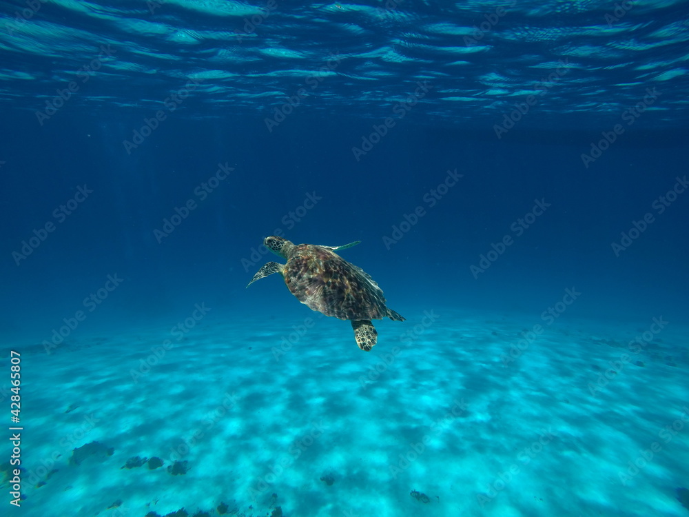 Obraz premium Okinawa's blue sea and blue sky Turtles I met in the Kerama Islands