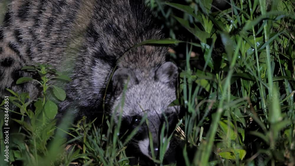 Cute african civet rummaging in tall grass in savanna at night. Pretty viverrid looking around for food, digging ground while spotted by tourists at safari. Concept of wildlife. Cute african civet rummaging in tall grass in savanna at night. Pretty viverrid looking around for food, digging ground while spotted by tourists at safari. Concept of wildlife.