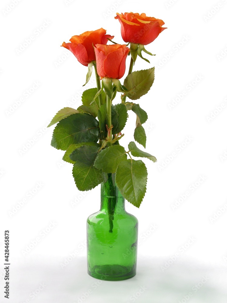 Fototapeta premium orange rose isolated close up