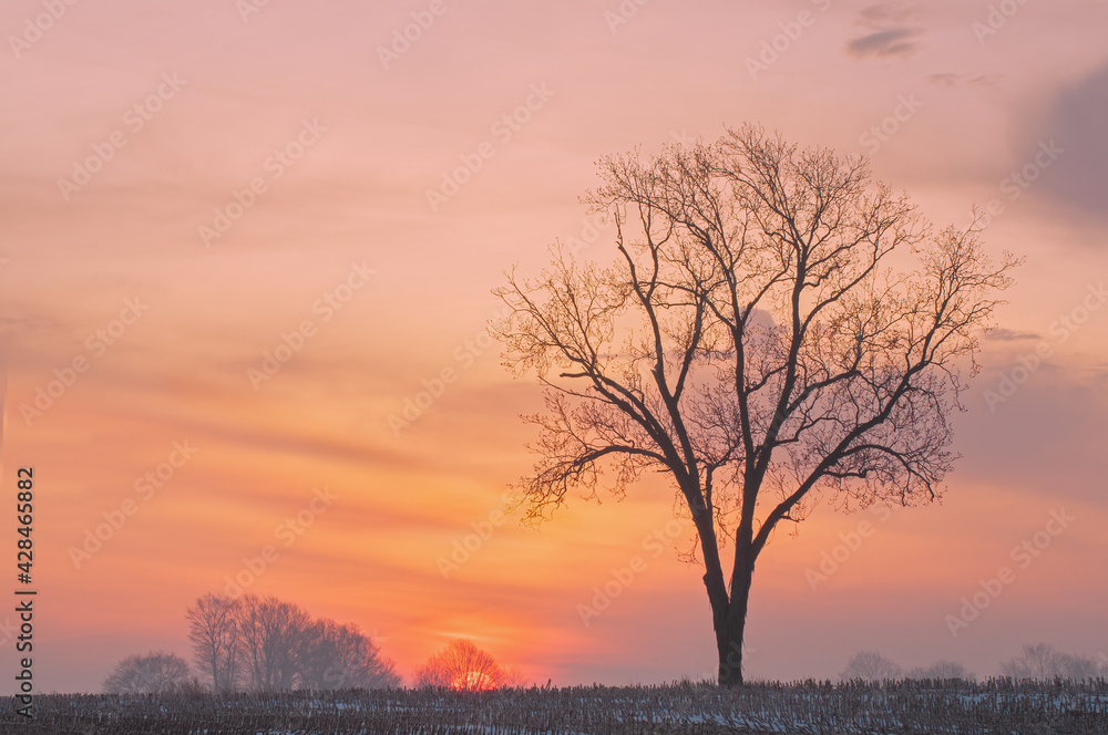 Landscape of bare trees in a rural winter landscape silhouetted against a colorful sunrise sky, Michigan, USA Landscape of bare trees in a rural winter landscape silhouetted against a colorful sunrise sky, Michigan, USA