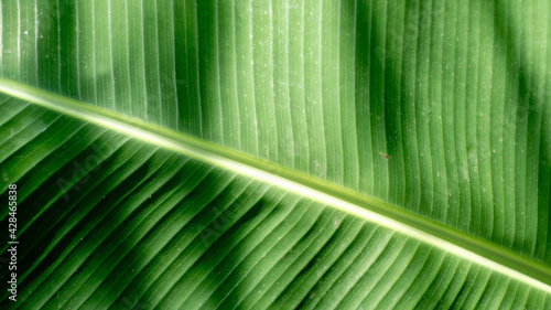 Green banana leaf is a leaf that has many uses.