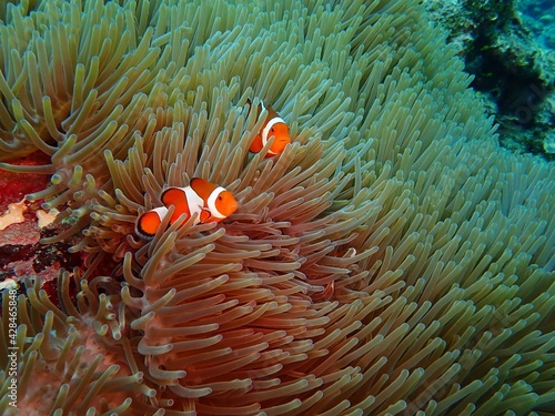 Okinawa's blue sea and sea creatures Sea anemones and anemone fish 海の中の生き物カクレクマノミ沖縄の海の生物イソギンチャクとカクレクマノミ