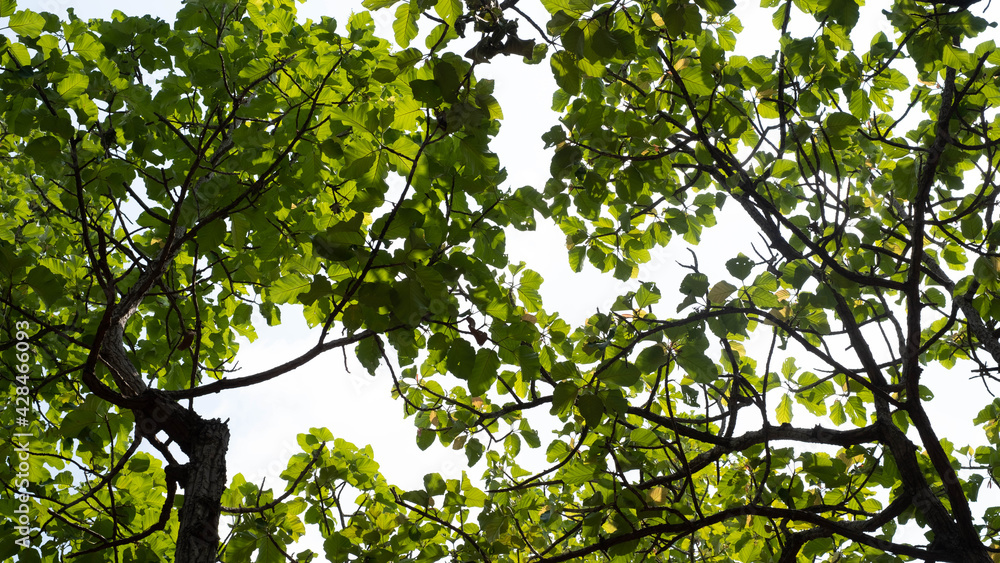 The shadows from the sky contrast with the leaves that make a difference. The shadows from the sky contrast with the leaves that make a difference.