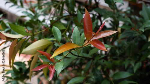 Different colored leaves are red, yellow, green.
