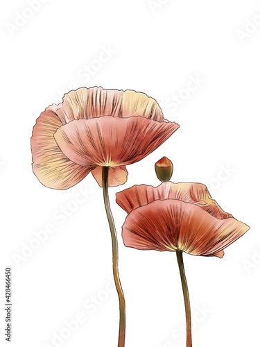 Pink Poppy watercolor print  Salmon Pink Poppy with a white Background