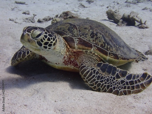 Okinawa's blue sea turtle 沖縄の海で出会った眠そうな亀