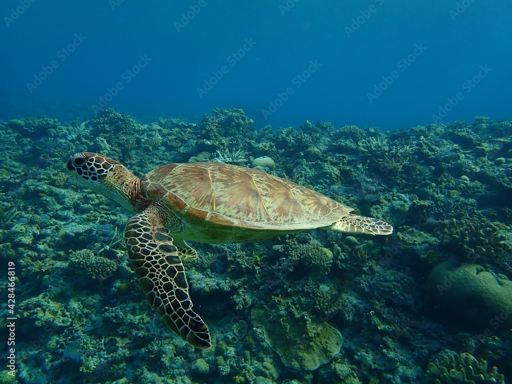 Obraz premium 沖縄のアオウミガメ Okinawan green turtle