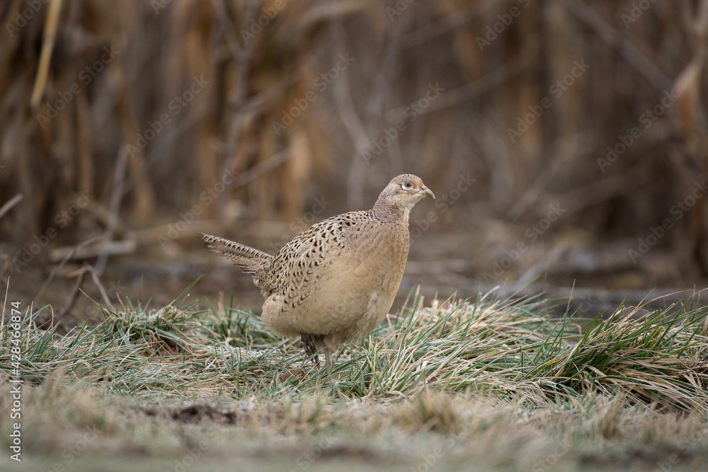 Common pheasant walking on the field. Pheasant during winter time. European wildlife nature. Common pheasant walking on the field. Pheasant during winter time. European wildlife nature.