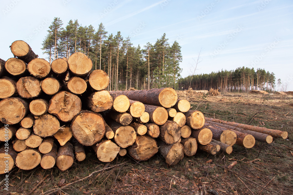 Timber harvesting. Deforestation, forest destruction. Many sawn logs of pine trees on ground in forest Timber harvesting. Deforestation, forest destruction. Many sawn logs of pine trees on ground in forest