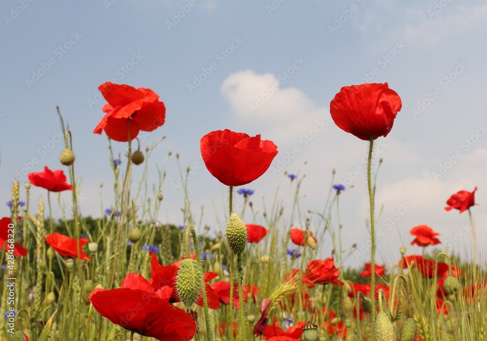 Fototapeta premium three red poppies closeup in a field margin with cornflowers and a blue sky in the dutch countryside in springtime