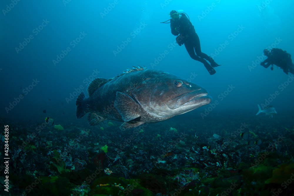 Giant grouper near the bottom of Indian ocean. Calm grouper near the African coast. Marine life on the Protea Banks in South Africa. Giant grouper near the bottom of Indian ocean. Calm grouper near the African coast. Marine life on the Protea Banks in South Africa.