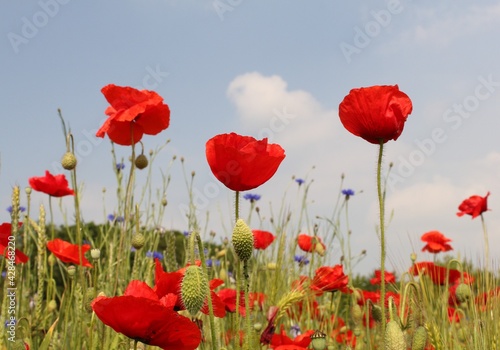 three red poppies closeup in a field margin with cornflowers and a blue sky in the dutch countryside in springtime