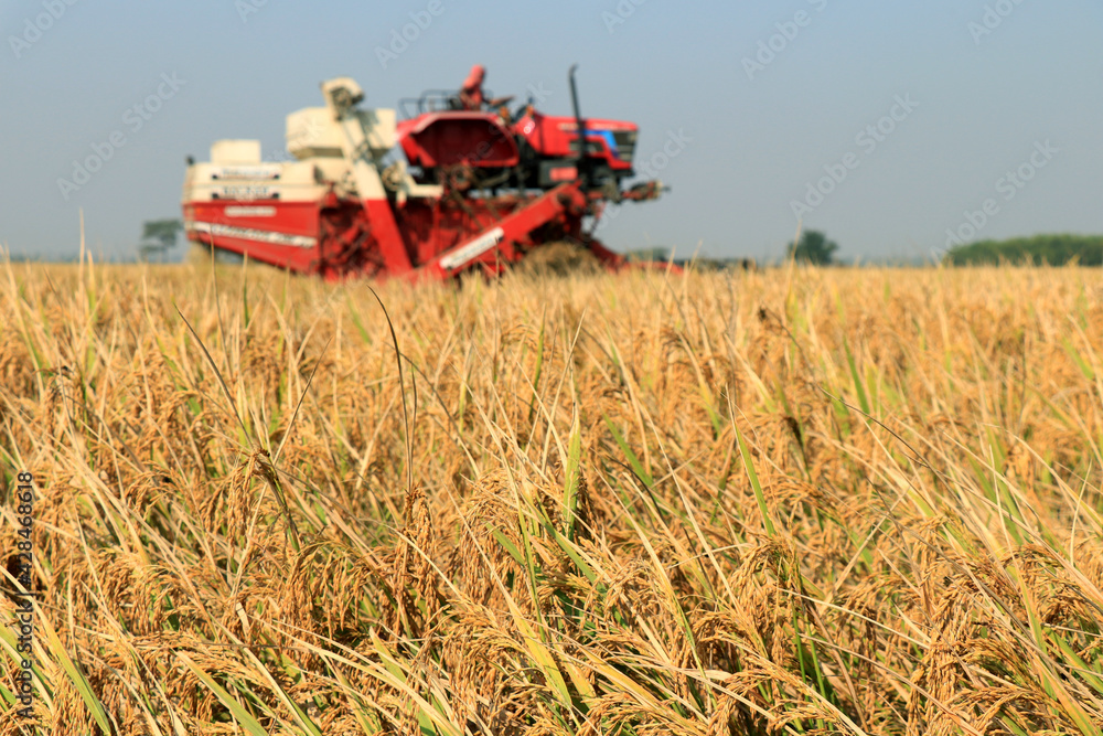 Combines harvester harvesting rice on a bright sunny day. Cutting rice in the morning. Rice harvesting by the combine. Combines harvester harvesting rice on a bright sunny day. Cutting rice in the morning. Rice harvesting by the combine.