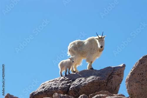 Photography mountain goat mother and baby on the mountain