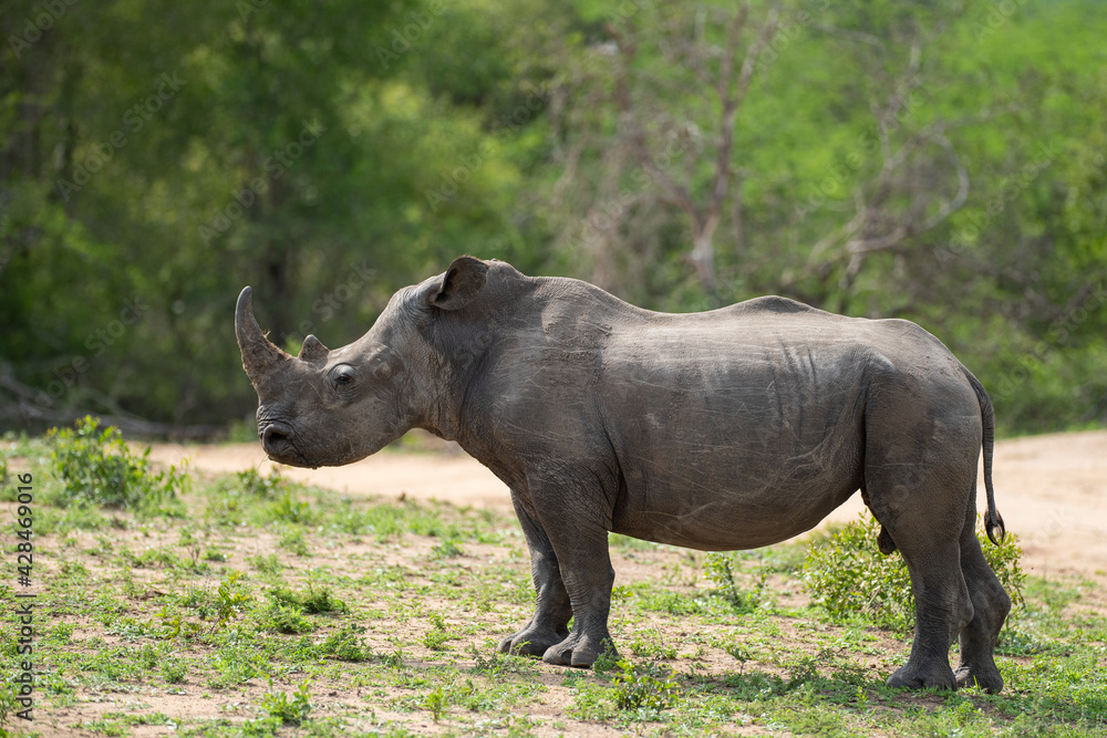 Fototapeta premium A White Rhino seen on a safari in South Africa
