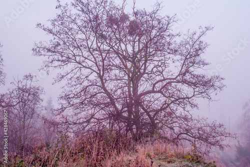 Fototapeta Naklejka Na Ścianę i Meble -  drzewo we mgle 1