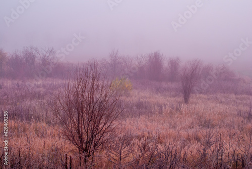 Fototapeta Naklejka Na Ścianę i Meble -  łąki we mgle 1