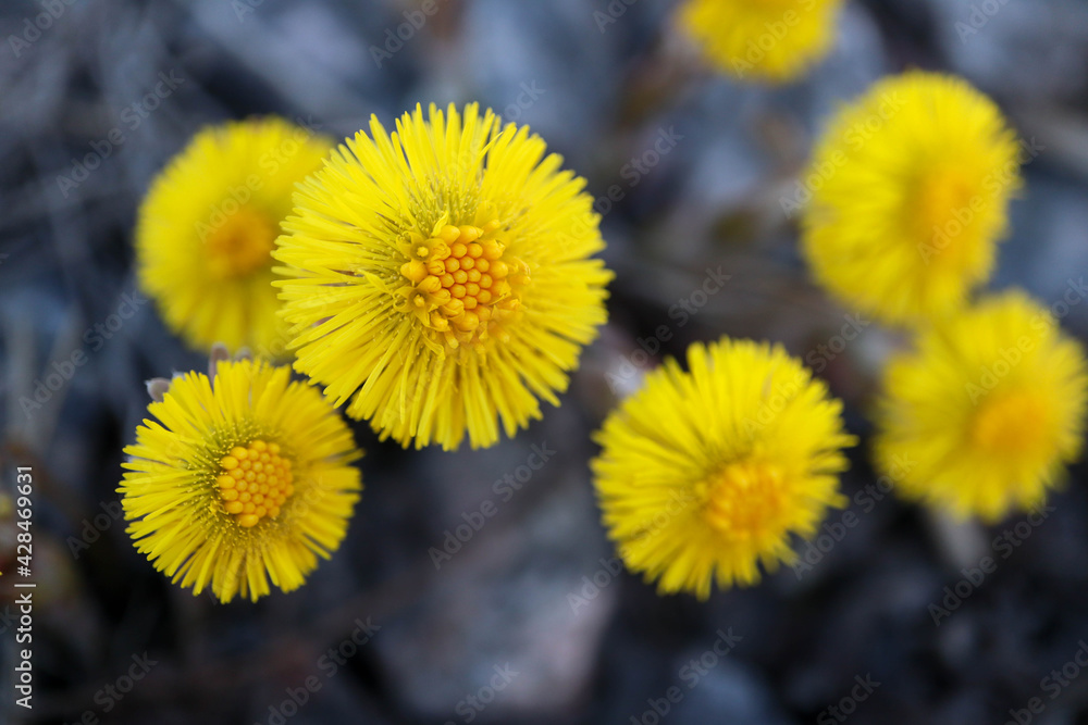 first spring yellow flowers Tussilago farfara coltsfoot close up