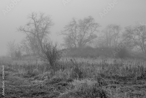 Fototapeta Naklejka Na Ścianę i Meble -  łąki we mgle 4