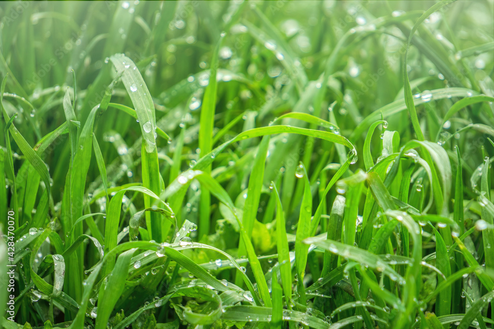Green lawn grass in drops of dew