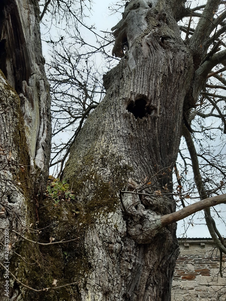 Obraz premium Curioso árbol de gran radio y diámetro situado en Baamonde, Galicia.