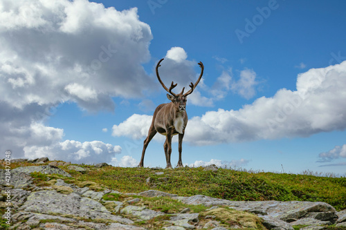 Reindeer in the mountains,Seterfjellet,Helgeland,Nordland county,Norway,scandinavia,Europe © Gunnar E Nilsen