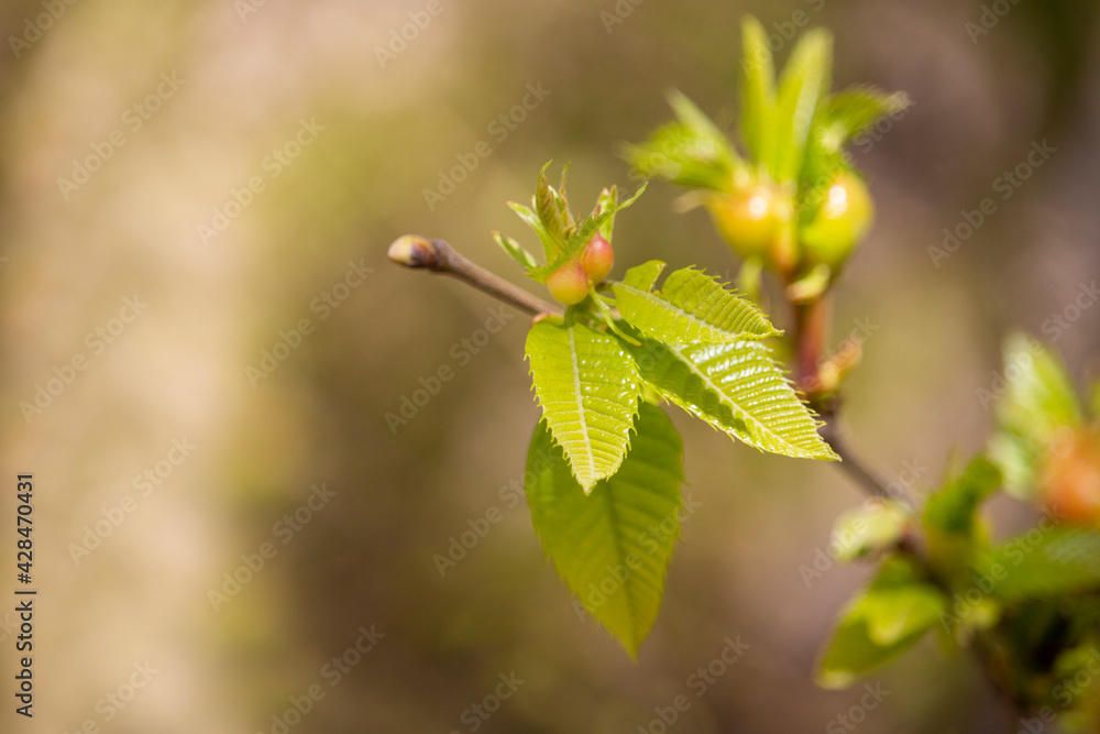 Sweet Chestnut Tree Leaves - Castanea sativa Small young chestnut leaves on a tree branch, early spring, new life concept Sweet Chestnut Tree Leaves - Castanea sativa Small young chestnut leaves on a tree branch, early spring, new life concept