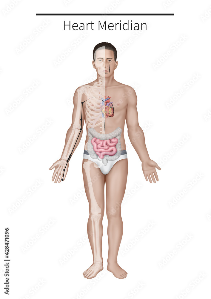 수소음심경락 메디컬일러스트 수소음심경락 메디컬일러스트