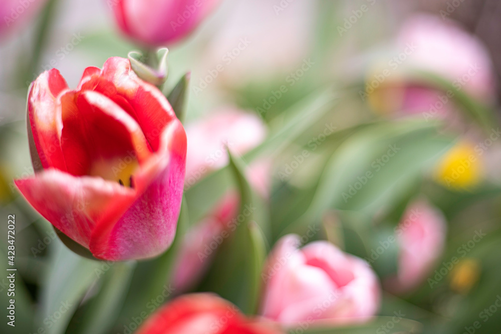 Naklejka premium Tulip in soft focus