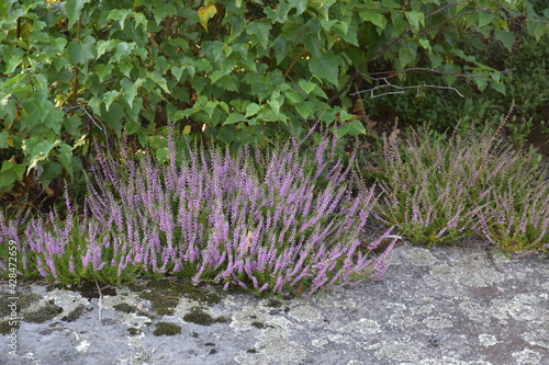 wrzos w lesie pełnym brzozy
