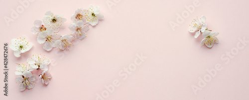 Banner with apricot tree blossom flowers on soft pink background. Dreamy romantic image, copy space.