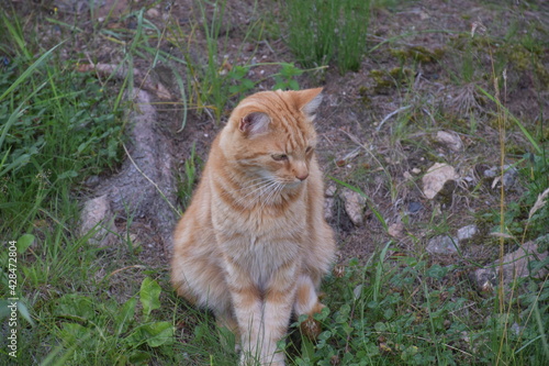 rudy kot siedzi na trawie