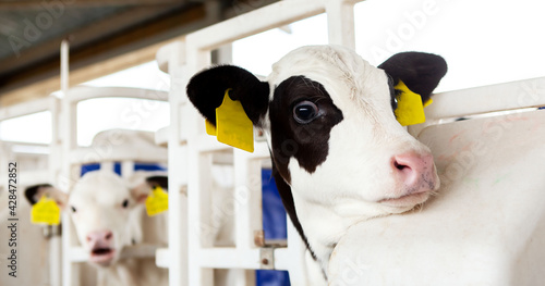 Murais de parede Calves in a calf barn on a dairy farm, looking out of the enclosure