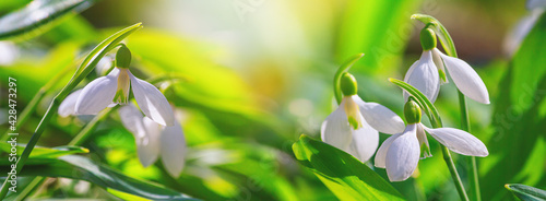 Beautifull snowdrops, banner - blooming white flowers in early spring in the forest, closeup with space for text