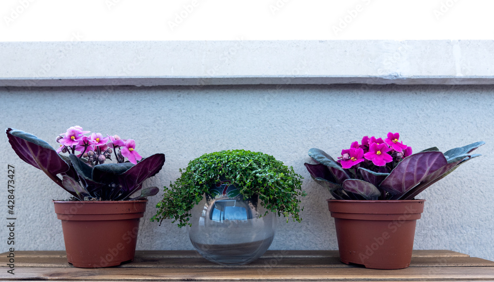 Three plants outside on a wooden table. The two plants on the sides are African violets and the plant in the middle is angel's tears. Three plants outside on a wooden table. The two plants on the sides are African violets and the plant in the middle is angel's tears.