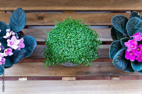 Different composition of a zenithal photo of three plants outdoors on a wooden table. The two plants on the sides are African violets and the plant in the middle is angel's tears. 