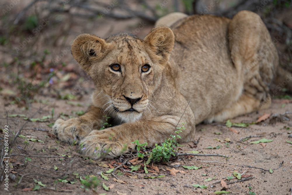 A Lion seen on a safari in South Africa A Lion seen on a safari in South Africa