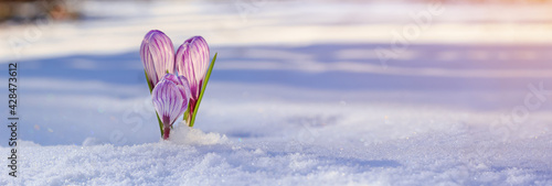 Crocuses - blooming purple flowers making their way from under the snow in early spring, closeup with space for text, banner