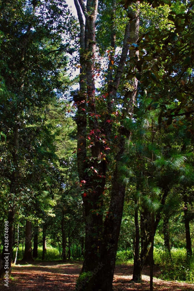 Obraz premium Árbol de otoño